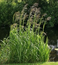 Reed Sweet Grass (Glyceria