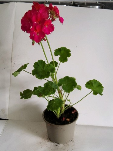 Pink geranium - pink,