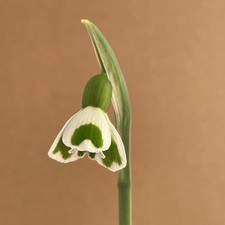 Galanthus plicatus Bumblebee