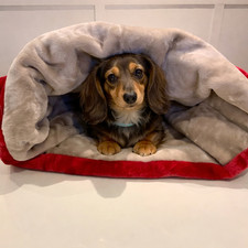 Large snuggle sack dachshund
