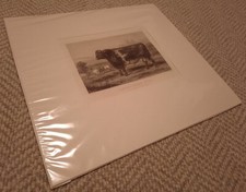 Steel Engraving, Short-Horn