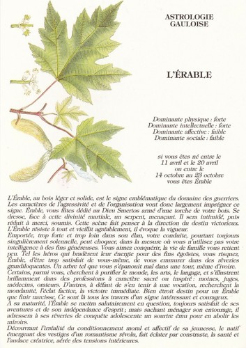 Erable astrologie gauloise - erable,