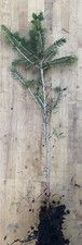 Norway Spruce (Picea abies)