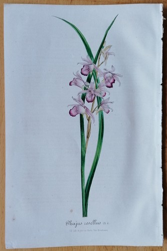 Van houtte flore - van, serres