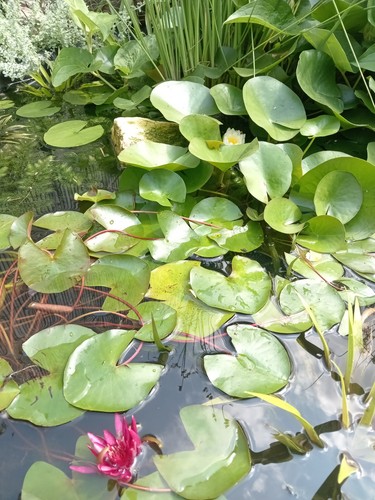 Water lily pond garden plants - water,