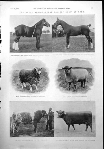 Old print royal - old,