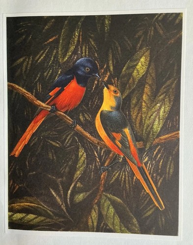 Bird print orange minivets - bird,