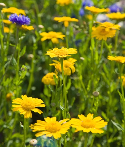 Corn marigold seeds 150 - seeds,