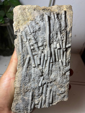 Natural Devonian prehistoric