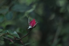 Pentax SMC Takumar 6x7 90mm