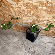 D4518 EUPHORBIA MILII F. LUTEA