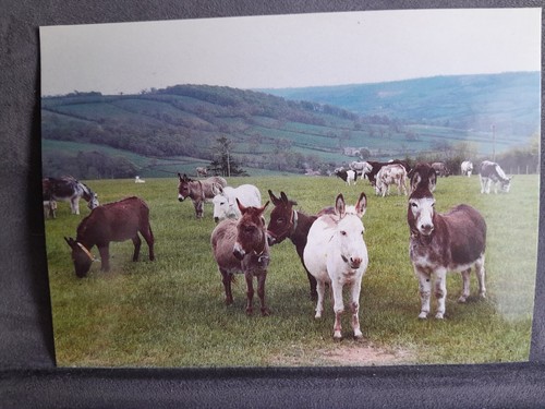 Sidmouth donkey sanctuary - donkey,
