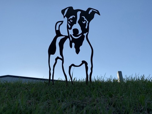 Jack russell terrier with - russell, tail