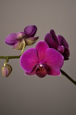 Phalaenopsis ‘Midnight
