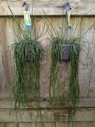Rarely offered rhipsalis - rarely,