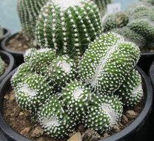 NOTOCACTUS SCOPA  'ENERMIS' - large clumping plants.