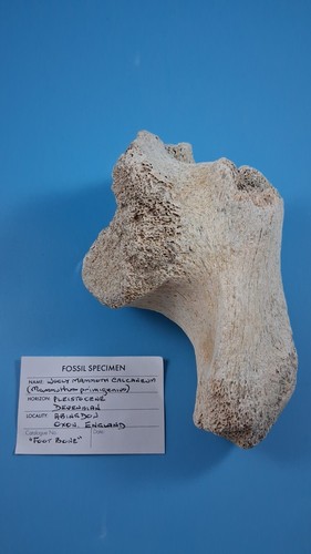 Whooly mammoth calcaneum - whooly,