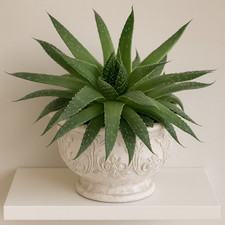 aloe aristata - indoor plant - needs very little care - 12 cm pot