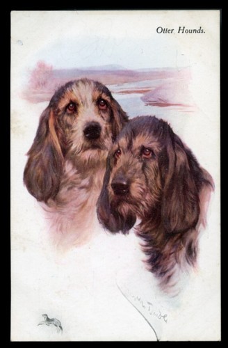 Otterhound dog original - otterhound,