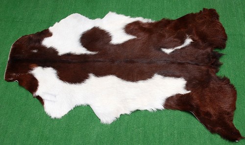 Goat western taxidermy hide - western,
