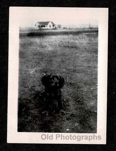 Cute little puppy - little,
