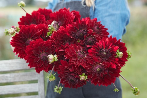 Dahlia tuber national - tuber,