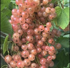 "Gloire de Sablon" Pinkcurrant 1 Year Old Rooted Cuttings Edible Hedge