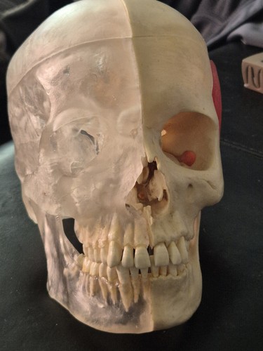 Scientific human skull - 3b,