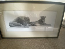 Gary Hodges - Savannah - Lion