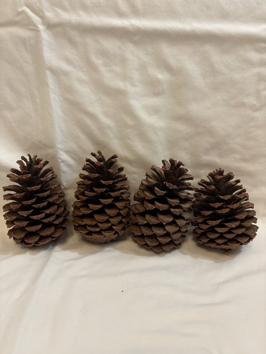 Large natural pine cones - 4,