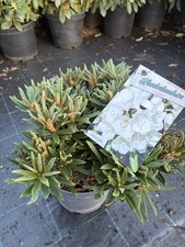 Rhododendron oreonastes - rhododendron,