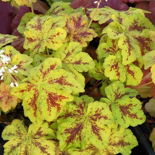 Heucherella yellowstone - heucherella, ‘yellowstone