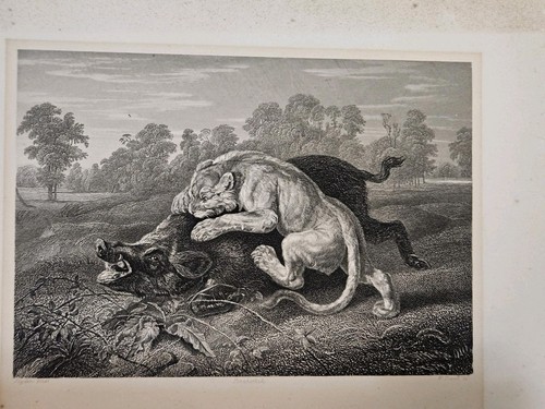 Antique 19thc steel engraving - 19thc,