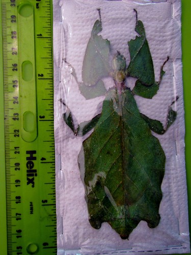 Largest leaf mimic - mimic, phyllium