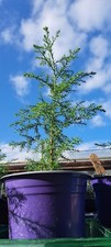 Monterey Pine Tree Sapling -