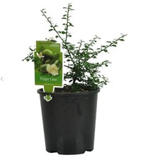 Citrus australasica - Finger