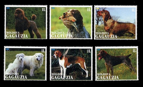 Wire dachshund maremma german - dachshund,
