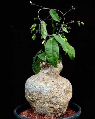 Adenia penangiana wysiwyg - adenia,