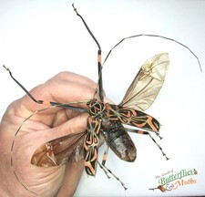 Acrocinus longimanus Harlequin