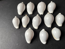 12 Ovula Ovum Egg Cowrie Sea