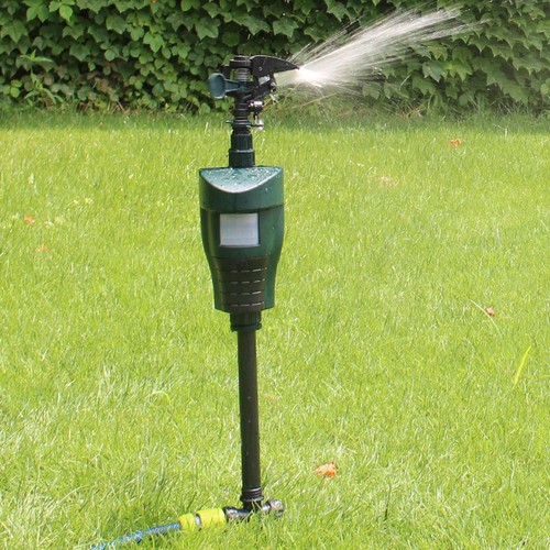Pigeon deterrent bird - pigeon,