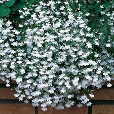 Trailing lobelia fountain - 40,