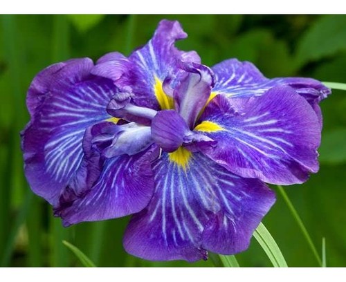 Iris ensata electric rays - iris,