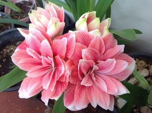 Rare amaryllis lily flower - amaryllis,