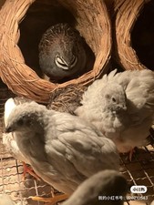 22（+2EXT）Button Quail