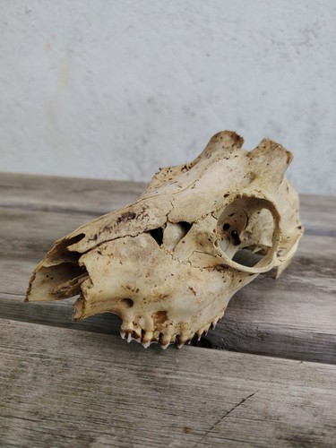 Deer skull real - deer,