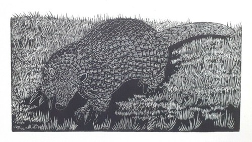 Armadillo old 1920s print - armadillo,