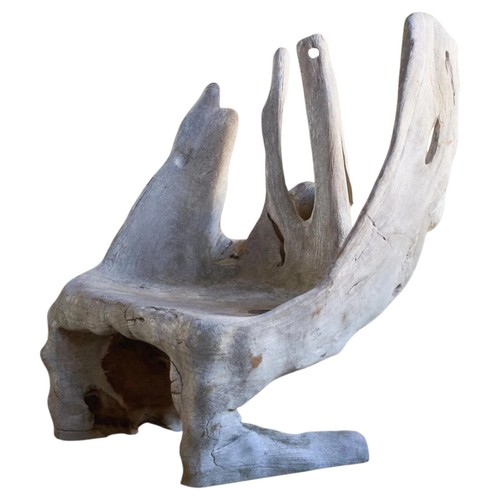 Solid teak tree - tree, root