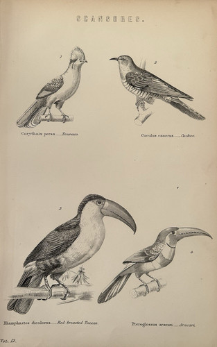 Antique print toucan c1870s - print,