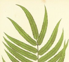 British Exotic Ferns